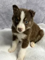 Peter, a male Australian Shepherd for sale in Upton, KY – 6 of 8