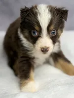 Flash , a male Australian Shepherd for sale in Upton, KY – 3 of 6