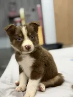 Flash, a male Australian Shepherd for sale in Upton, KY – 2 of 7