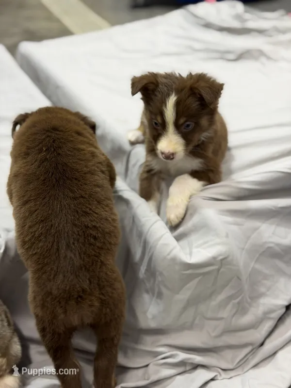 Flash  – Australian Shepherd puppy for sale in Upton, KY