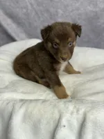 Russ, a male Australian Shepherd for sale in Upton, KY – 8 of 9
