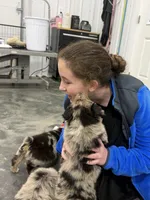 Hershey, a male Australian Shepherd for sale in Upton, KY – Photo 9 of 10