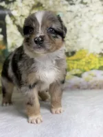 Hershey, a male Australian Shepherd for sale in Upton, KY – Photo 3 of 10