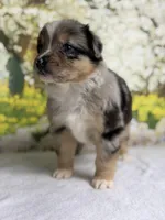 Hershey, a male Australian Shepherd for sale in Upton, KY – Photo 5 of 10