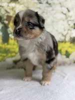Hershey, a male Australian Shepherd for sale in Upton, KY – Photo 6 of 10