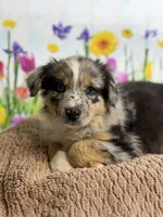 Hershey, a male Australian Shepherd for sale in Upton, KY – Photo 10 of 10