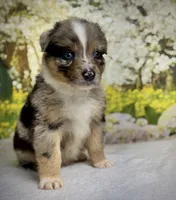 Hershey, a male Australian Shepherd for sale in Upton, KY – Photo 2 of 10