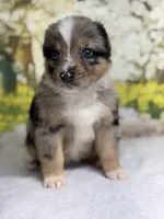 Hershey, a male Australian Shepherd for sale in Upton, KY – Photo 7 of 10