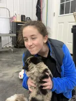 Hershey, a male Australian Shepherd for sale in Upton, KY – Photo 8 of 10