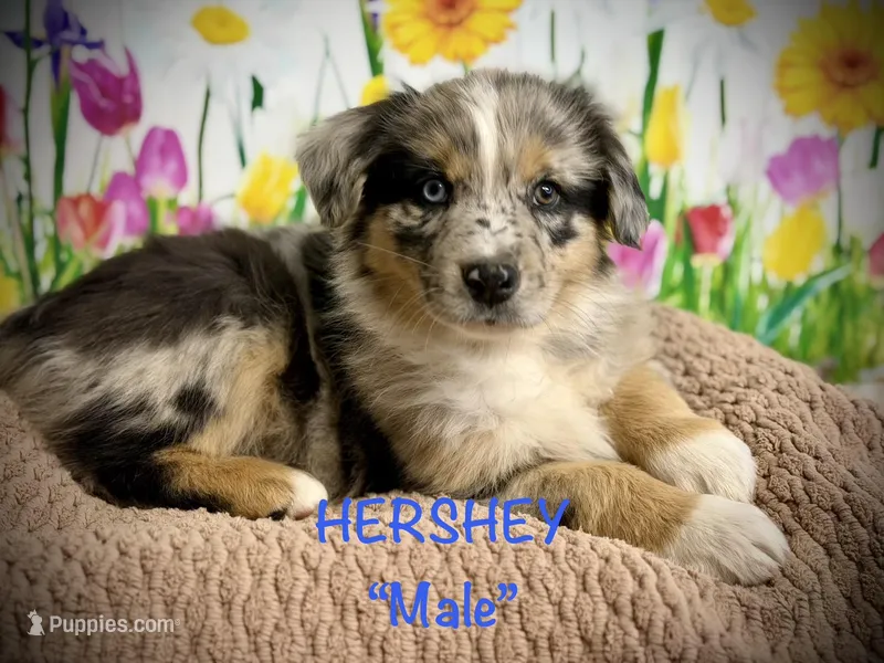 Hershey, a male Australian Shepherd for sale in Upton, KY – Photo 1 of 10