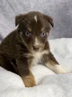 Nick, a male Australian Shepherd for sale in Upton, KY – 6 of 6