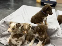 Russ, a male Australian Shepherd for sale in Upton, KY – 5 of 9