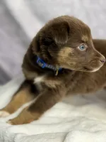 Russ, a male Australian Shepherd for sale in Upton, KY – 6 of 9