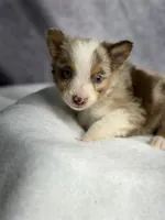 Nibbles , a male Australian Shepherd for sale in Upton, KY – 1 of 4