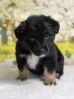 Chocolate chip, a male Australian Shepherd for sale in Upton, KY – Photo 3 of 5