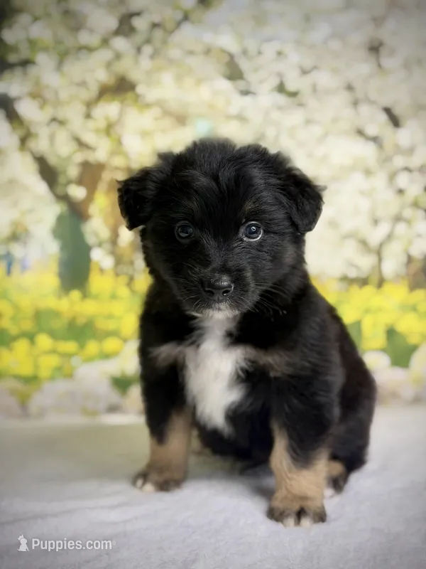 Chocolate chip – Australian Shepherd puppy for sale in Upton, KY