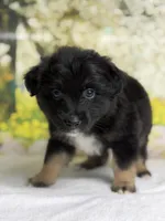 Chocolate chip, a male Australian Shepherd for sale in Upton, KY – Photo 4 of 5
