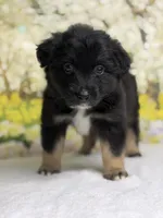 Chocolate chip, a male Australian Shepherd for sale in Upton, KY – Photo 5 of 5