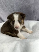 Flash, a male Australian Shepherd for sale in Upton, KY – 5 of 7
