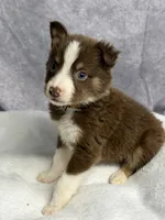 Peter, a male Australian Shepherd for sale in Upton, KY – 7 of 8