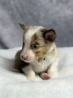 Nibbles , a male Australian Shepherd for sale in Upton, KY – 2 of 4