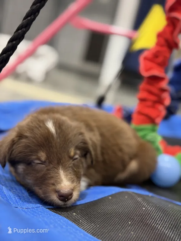 Nick – Australian Shepherd puppy for sale in Upton, KY