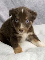 Nick, a male Australian Shepherd for sale in Upton, KY – 2 of 6