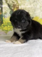 Juliet, a female Australian Shepherd for sale in Upton, KY – Photo 4 of 7