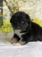 Juliet, a female Australian Shepherd for sale in Upton, KY – Photo 3 of 7