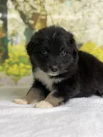 Juliet, a female Australian Shepherd for sale in Upton, KY – Photo 5 of 7
