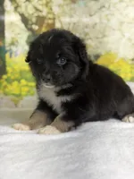 Juliet, a female Australian Shepherd for sale in Upton, KY – Photo 6 of 7