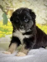 Juliet, a female Australian Shepherd for sale in Upton, KY – Photo 7 of 7