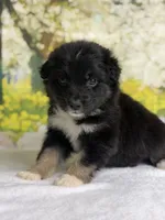 Juliet, a female Australian Shepherd for sale in Upton, KY – Photo 1 of 7