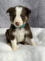 Flash, a male Australian Shepherd for sale in Upton, KY – 6 of 7