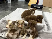 Russ, a male Australian Shepherd for sale in Upton, KY – 9 of 9