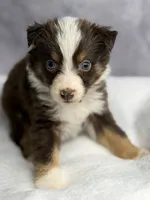 Flash , a male Australian Shepherd for sale in Upton, KY – 5 of 6