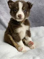 Peter, a male Australian Shepherd for sale in Upton, KY – 8 of 8