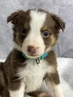 Flash, a male Australian Shepherd for sale in Upton, KY – 4 of 7