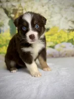 Cherry, a female Australian Shepherd for sale in Upton, KY – Photo 2 of 5