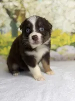 Cherry, a female Australian Shepherd for sale in Upton, KY – Photo 3 of 5