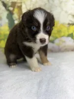 Cherry, a female Australian Shepherd for sale in Upton, KY – Photo 4 of 5