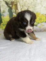 Cherry, a female Australian Shepherd for sale in Upton, KY – Photo 5 of 5