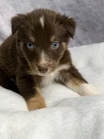 Nick, a male Australian Shepherd for sale in Upton, KY – 3 of 6