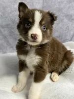 Peter, a male Australian Shepherd for sale in Upton, KY – 3 of 8