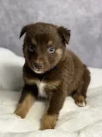 Russ, a male Australian Shepherd for sale in Upton, KY – 7 of 9