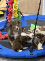 Flash, a male Australian Shepherd for sale in Upton, KY – 3 of 7
