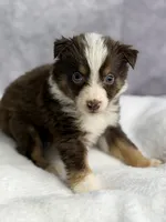 Flash , a male Australian Shepherd for sale in Upton, KY – 2 of 6