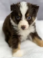 Flash , a male Australian Shepherd for sale in Upton, KY – 4 of 6