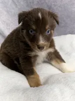 Nick, a male Australian Shepherd for sale in Upton, KY – 5 of 6