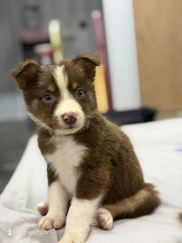 Peter – Australian Shepherd puppy for sale in Upton, KY